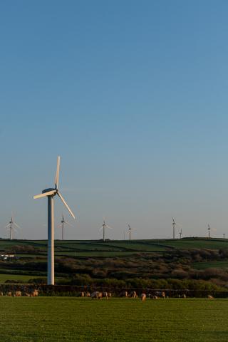 Wind turbines with sheep in foreground